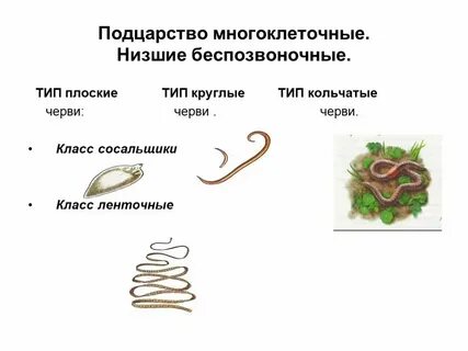 Позвоночник плоских круглых кольчатых червей