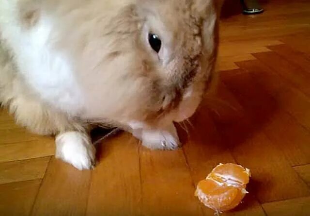 Кожура кроликам. Кролик ест мандарин. Кролик с мандаринами. Кролик с мандаринкой. Кролик с апельсином.