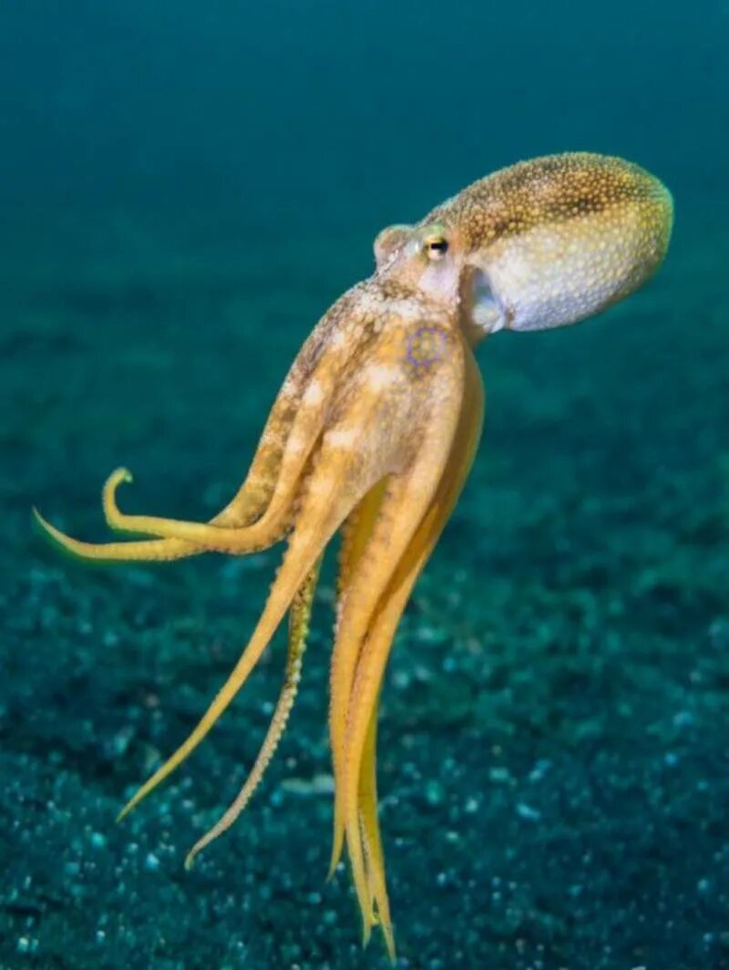Панцирь морской каракатицы. Каракатица моллюск. Головоногие каракатицы. Головоногие каракатицы. Сепия это что за животное.