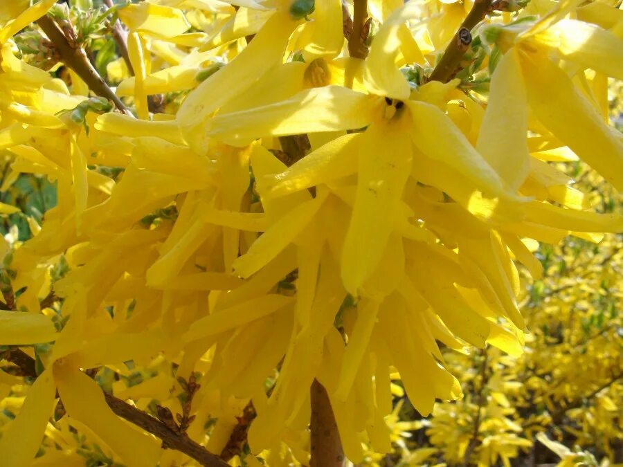 Форзиция спектабилис. Форзиция сорта. Форзиция медоуларк. Форзиция (форсайтия). Форзиция кустарник.