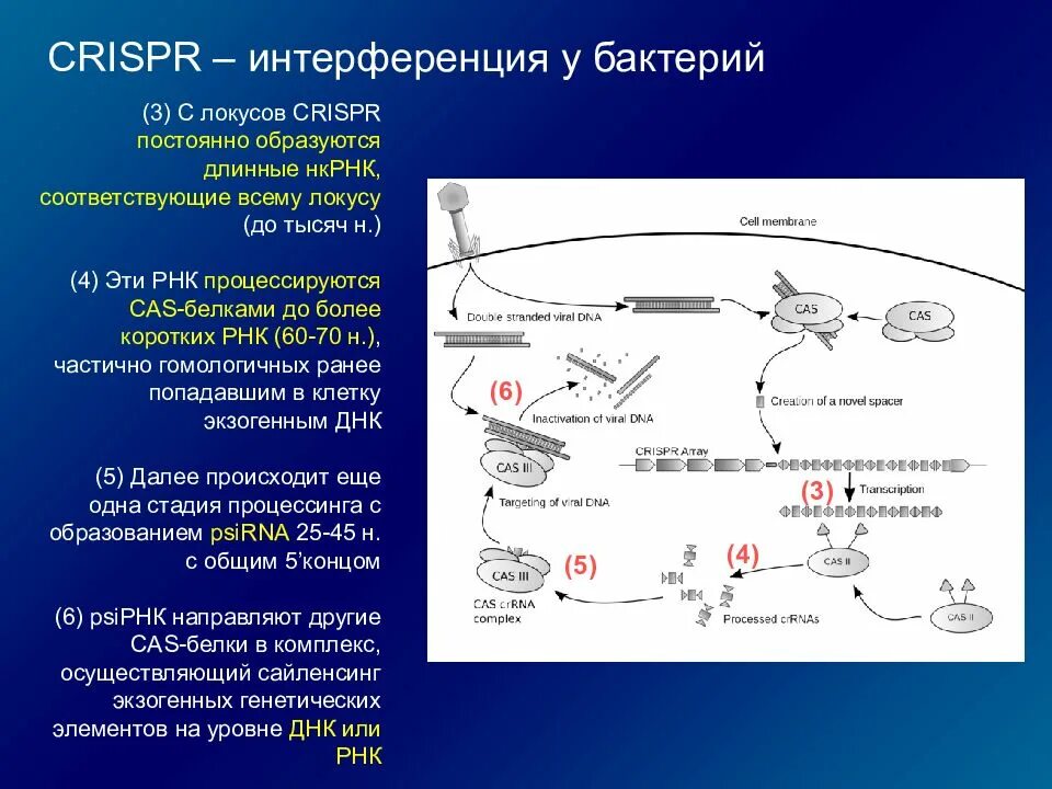 Роль РНК У микроорганизмов. РНК бактерий. Короткие интерферирующие РНК. CRISPR-cas9 бактерии.