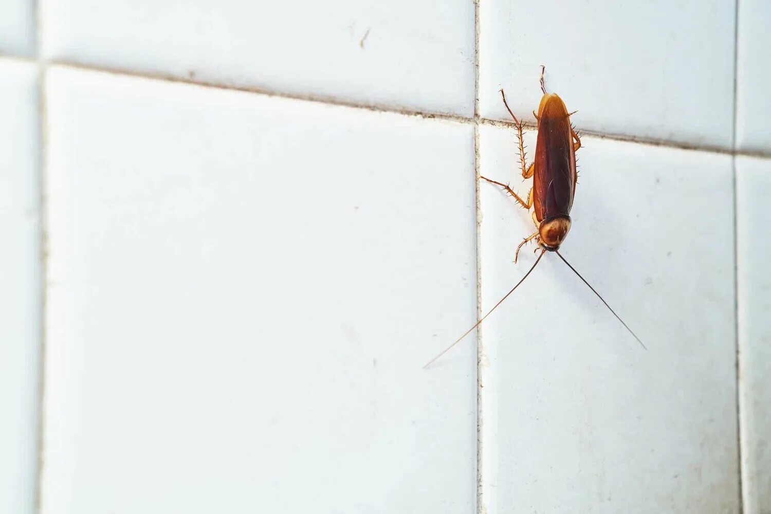 Таракан сдает квартиру. Кухонные тараканы маленькие. Маленькие тараканы. Маленькие тараканы в квартире.