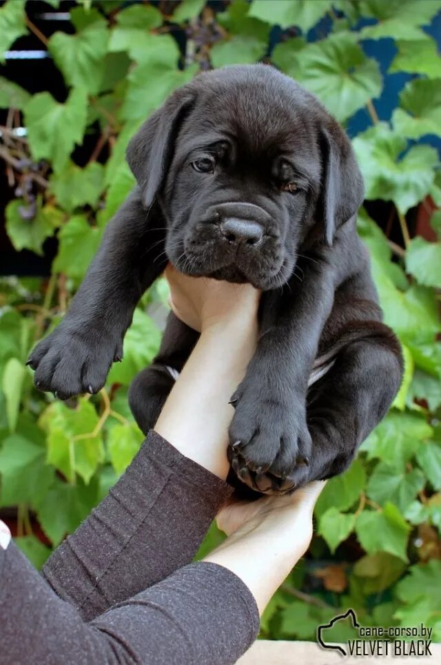 Big cane corso dog 20 dangerous cane corso dogs cane corso dog breed in 2023 Can