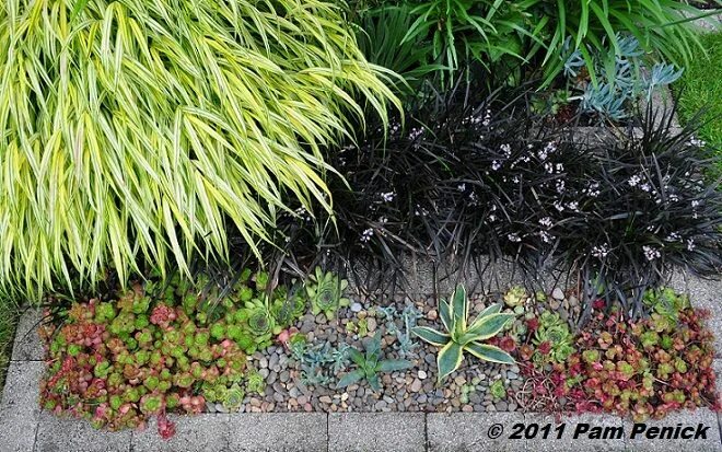 Ophiopogon jaburan