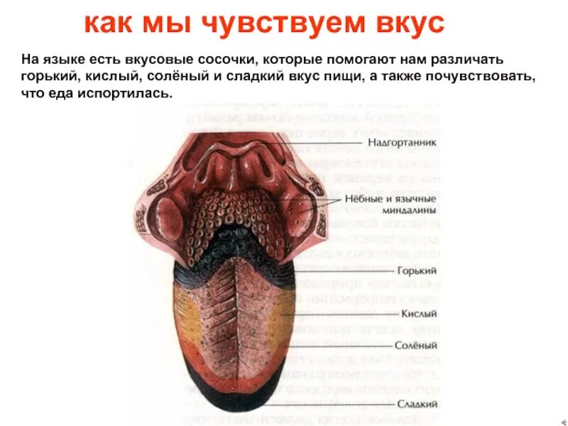 Чувствую язычок