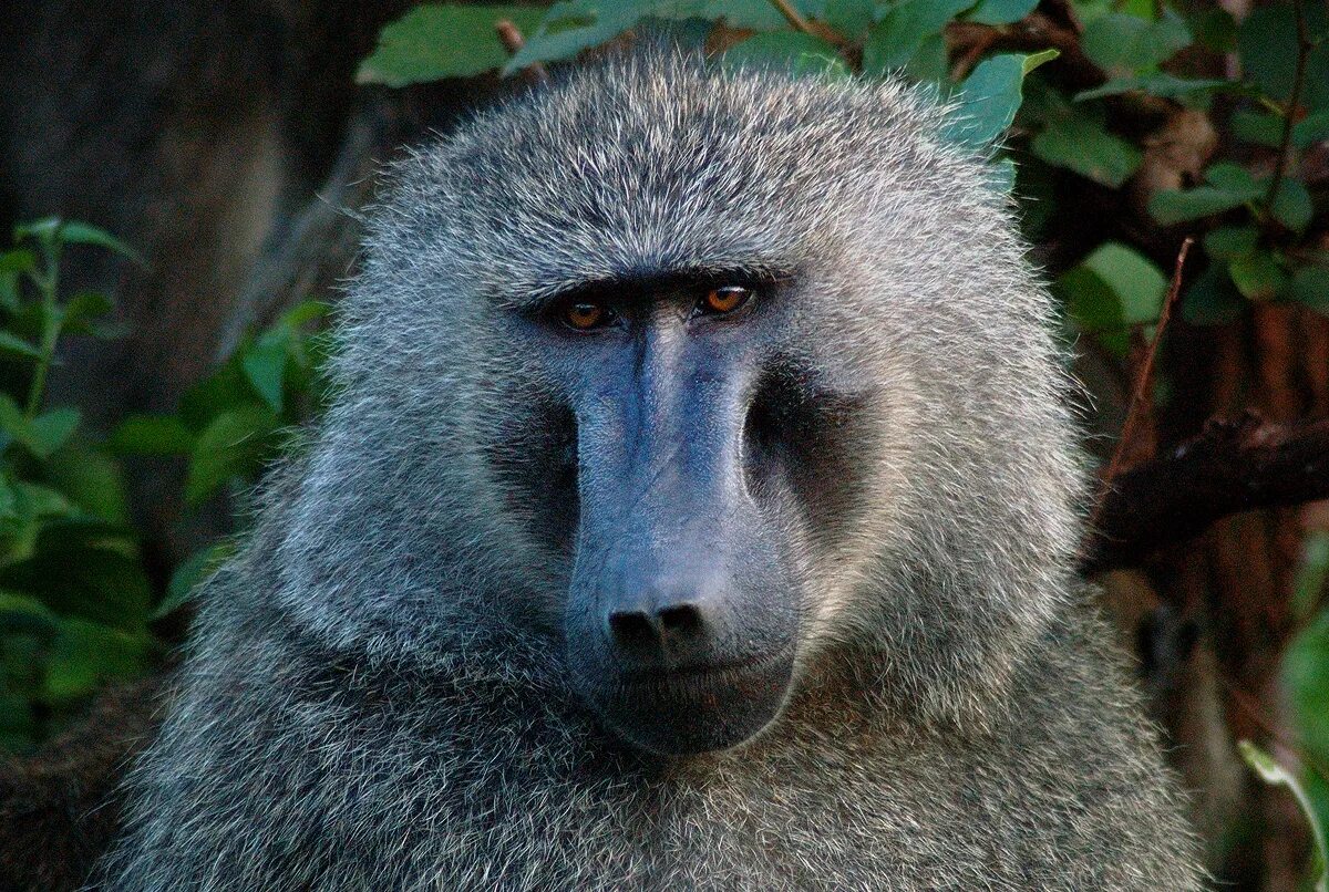 Желтый павиан. Мелкий павиан в желтой шубке 6 букв. Павиан гамадрил. Павиан фред. Камерунский павиан.