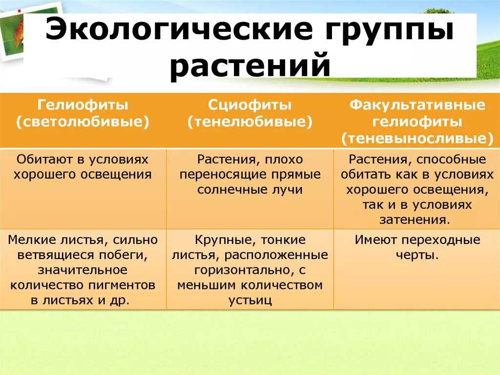 Экологические группы экология. Приспособления гелиофитов к свету. Экологические группы растений таблица. Светолюбивые гелиофиты. Факультативные гелиофиты (теневыносливые.