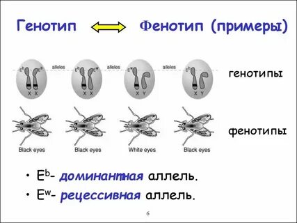 Случайное изменение генотипа это