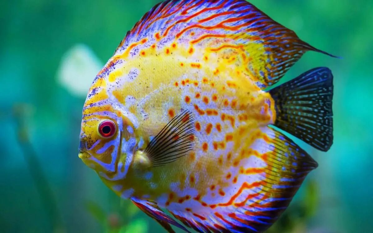 Chaetodon auriga. Центропиг биколор. Розовые аквариумные рыбки. Рыбка розовый. Самая хорошая рыбка.