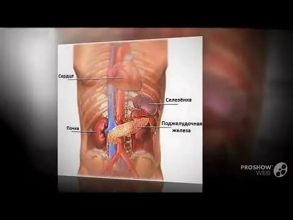 Колит в правом ребре спереди. Болит бок с правой стороны. Болит с правой стороны под ребрами. Что болит в правом боку. Расположение органов в правом подреберье.