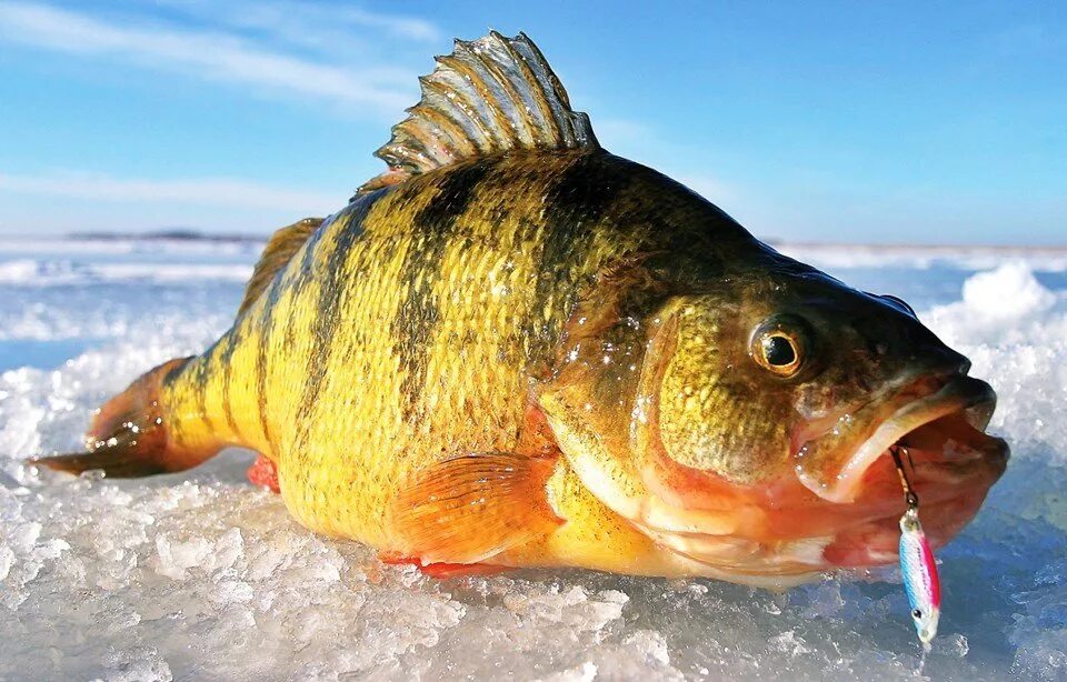Icefish
