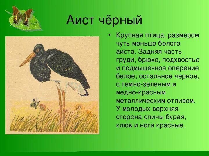 Рассказ о черном аисте. Черный Аист кратко. Черный Аист описание. Черный Аист краткое описание.