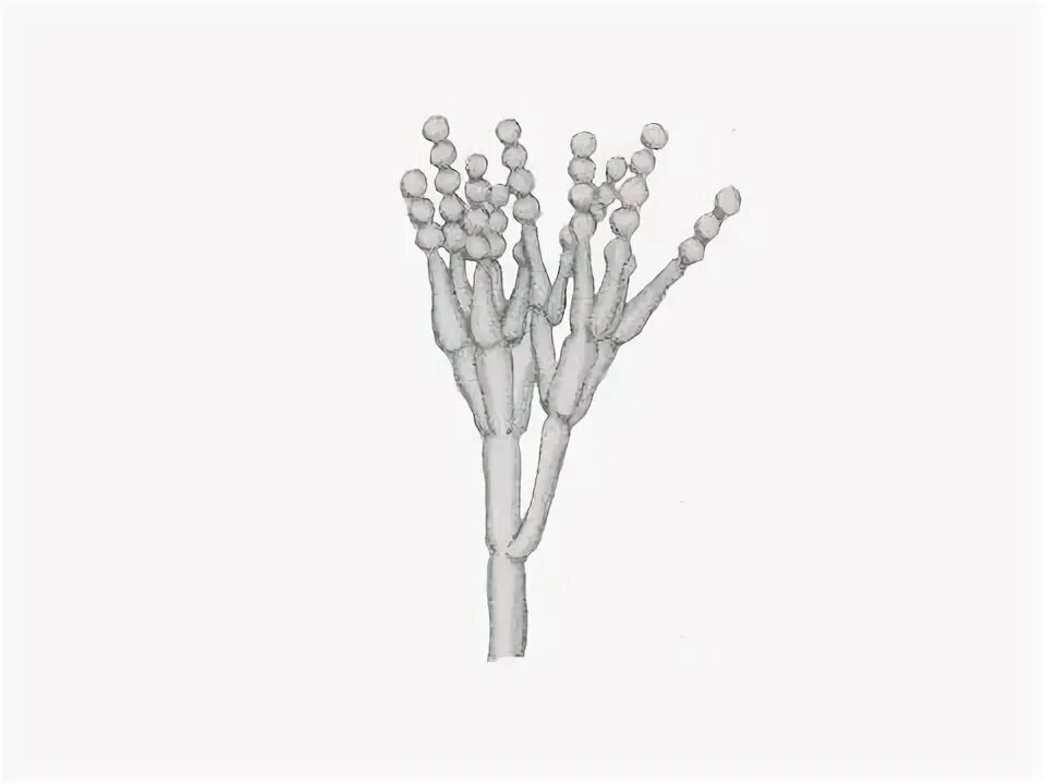 Строение пеницилла под микроскопом Penicillum Interactive science, Science images, Microorganisms