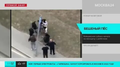 Собаки напали на женщину