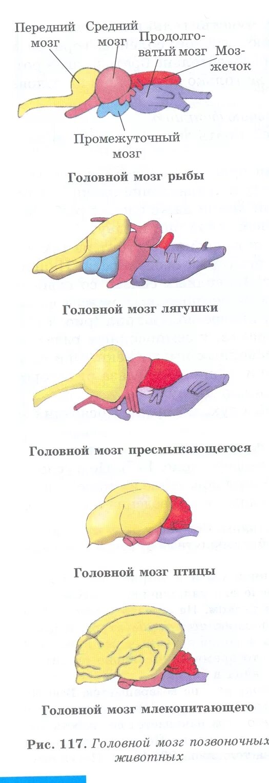 Сравнение мозга позвоночных. Строение головного мозга хордовых животных. Строени егловного мозга хордовых. Эволюция головного мозга позвоночных таблица. Строение головного мозга позвоночных животных.