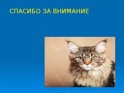 Кошки в жизни человека проект