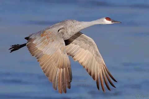 Thunderbird crane 7