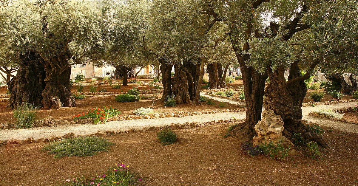 Гефсиманский сад слушать. Гефсиманский сад слушать. Гефсиманский сад в иерусалиме. Гефсимания иерусалим. Сады сахарова в иерусалиме.