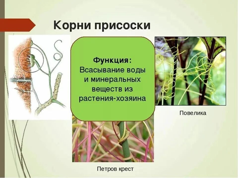 Редукция листьев