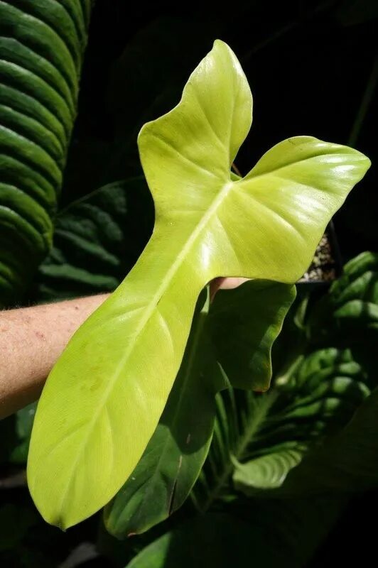 Филодендрон змей. Филодендрон bipennifolium. филодендрон виолин. филодендрон golden. филодендрон violin gold.