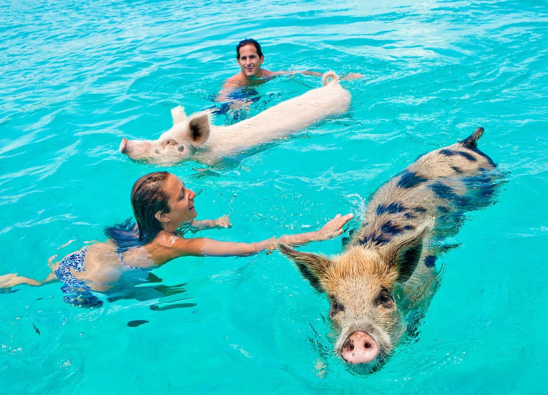 Свинка плавает. Остров Эксума Багамы свинки. Остров Биг Мэйджор Кэй Багамские острова. Остров Пиг Бич Багамы. Пиг-Бич остров свиней.