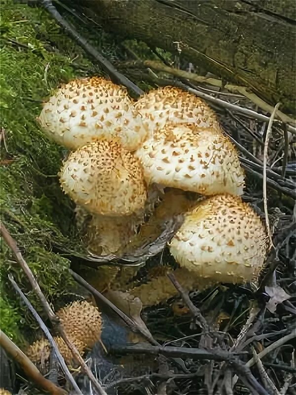 Ложный королевский опенок фото