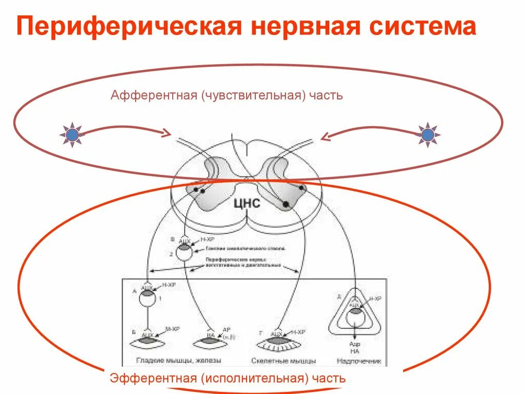Афферентные и эфферентные пути. Эфферентный нерв. Эфферентные нервные. Аферерентная и эференетнпя инервация. Вегетативная нервная система схема.
