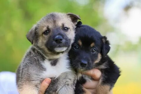 Русский мальчик собака