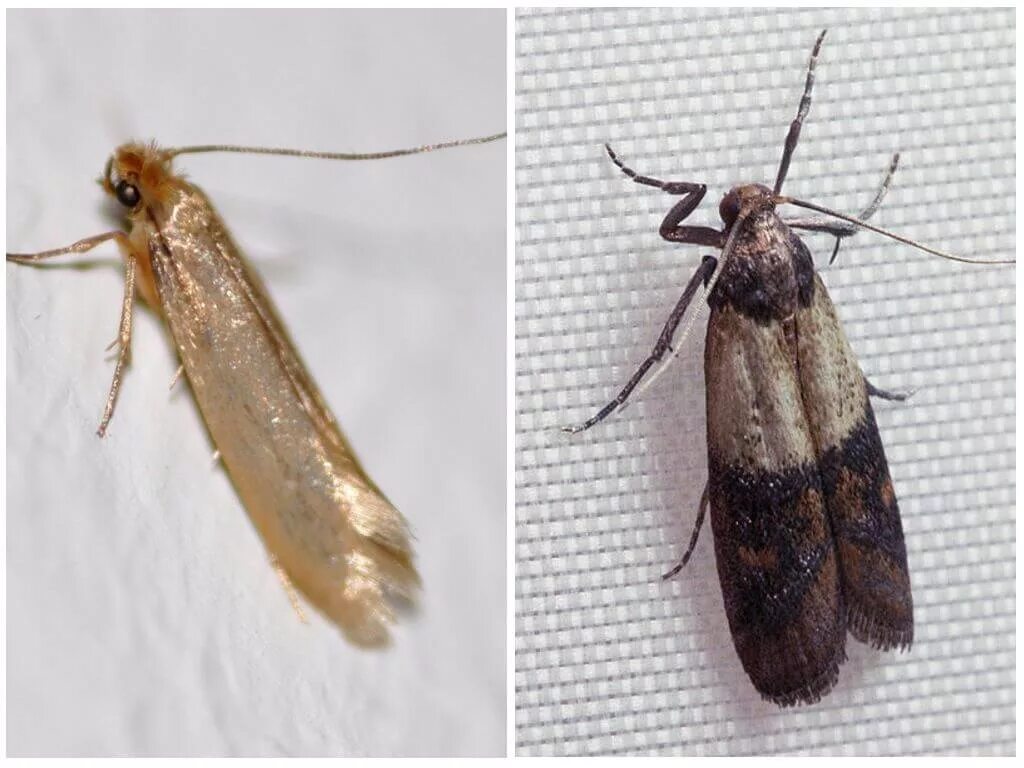 Типы моли. Огневка моль пищевая. Личинки тополиной моли. Название бабочек. Личинка моли платяной.