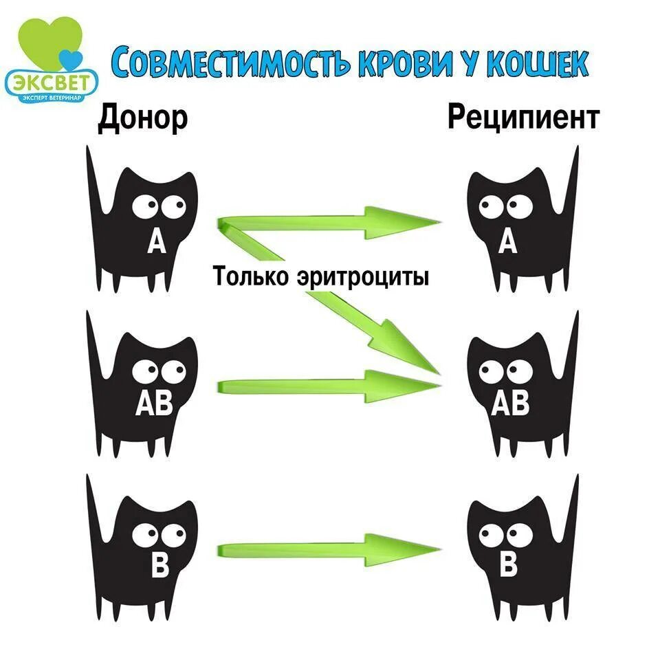 Группы крови у кошек. Группы крови кошек совместимость. Группы крови у собак. Группа крови у кошек по породам.