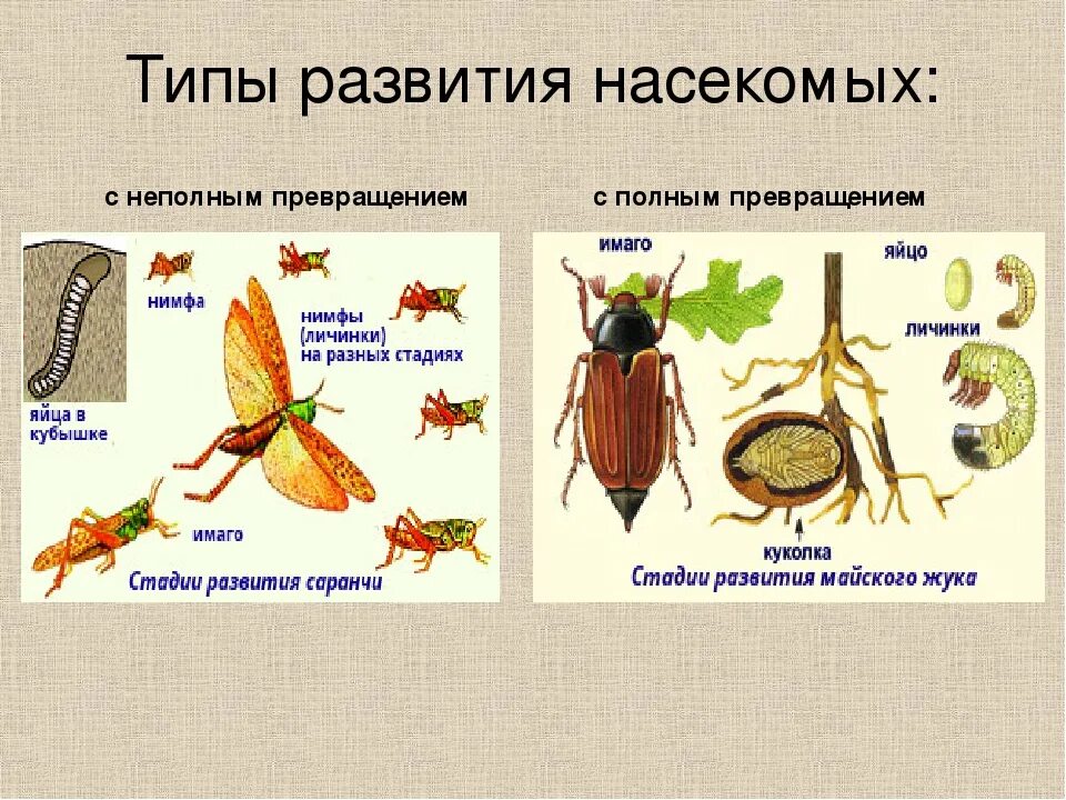 Какой тип питания характерен для клопа. Типы развития насекомых с неполным превращением. Развитие с неполным превращением характерно для. Развитие насекомых с полным превращением. Развитие насекомых с полным и неполным превращением.