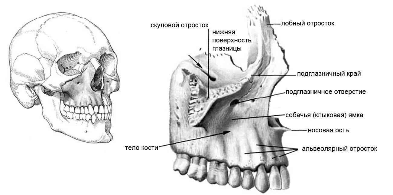 Носовая кость лицевого черепа. Кости лицевого отдела черепа. Кости лицевого отдела черепа верхняя челюсть. Сошник и небная кость. Кости лицевого отдела черепа небная кость.