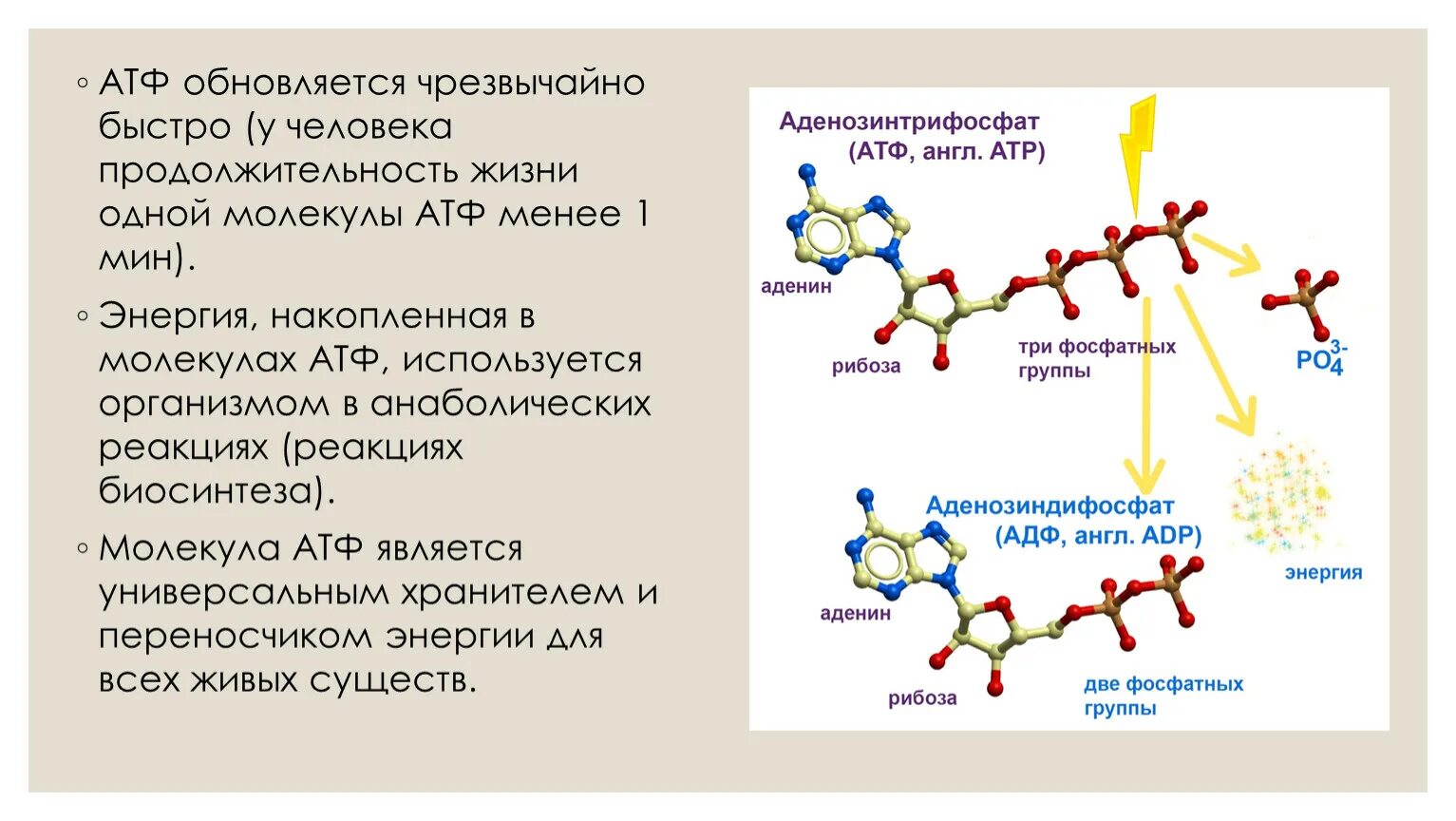 В атф заключено энергии. Молекула АТФ. Фотосинтез АТФ. Молекула АТФ состоит из. Продолжительность жизни молекулы АТФ.