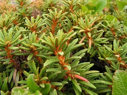 Plant north