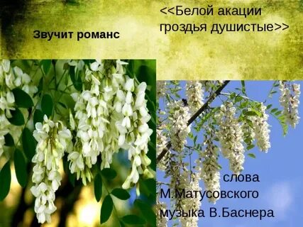 Музыка белая акация гроздья душистые