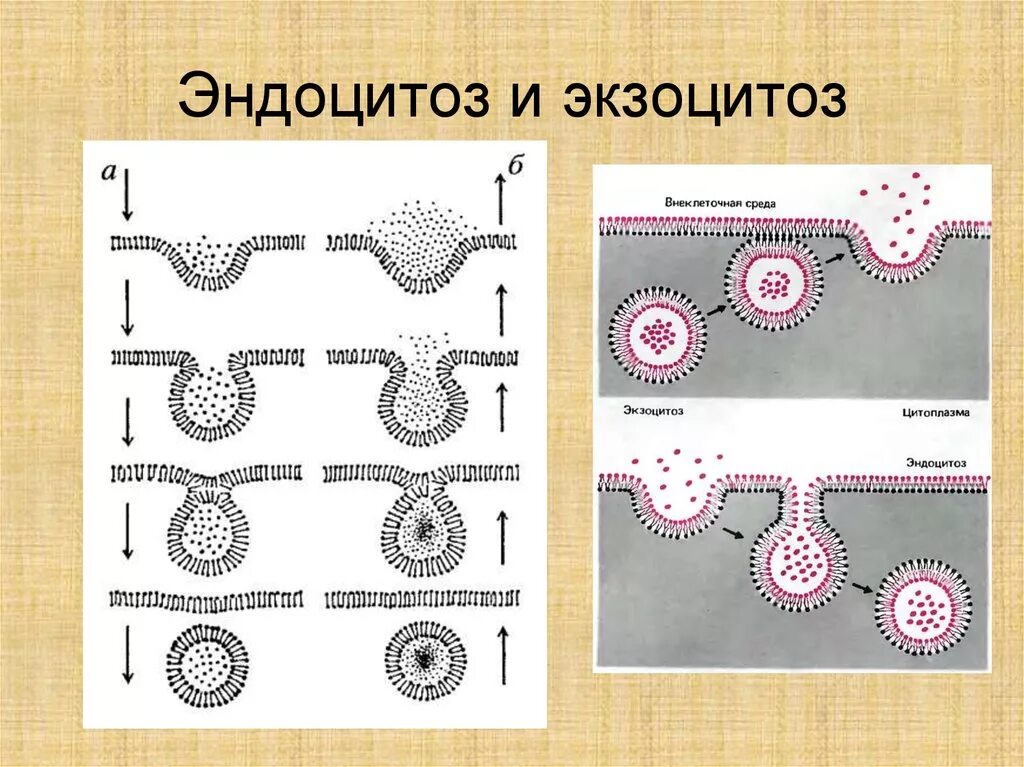 Схема Эндо и экзоцитоз. Эндоцитоз и экзоцитоз схема. Фагоцитоз пиноцитоз эндоцитоз экзоцитоз. Схема эндоцитоза и экзоцитоза.