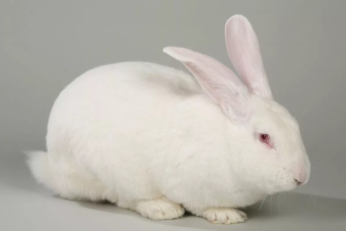 заяц обои. гибрид зайца. пушистый кролик. помесь кролика и зайца. милый кролик.