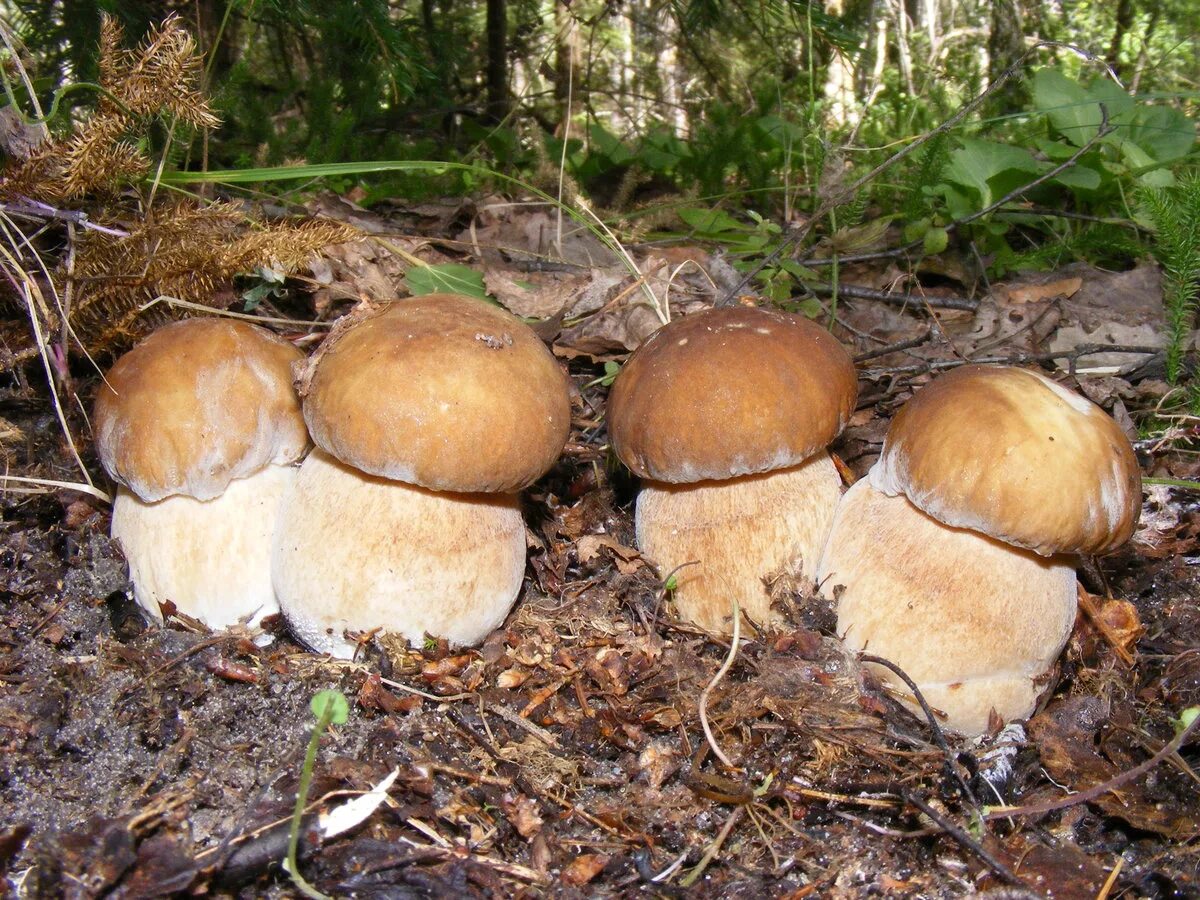 Какие грибы в начале. Белый гриб. Грибы в Подмосковье. Белые грибы в лесу. Гриб Боровик.