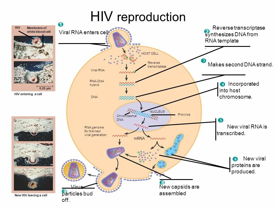 Reversed cell