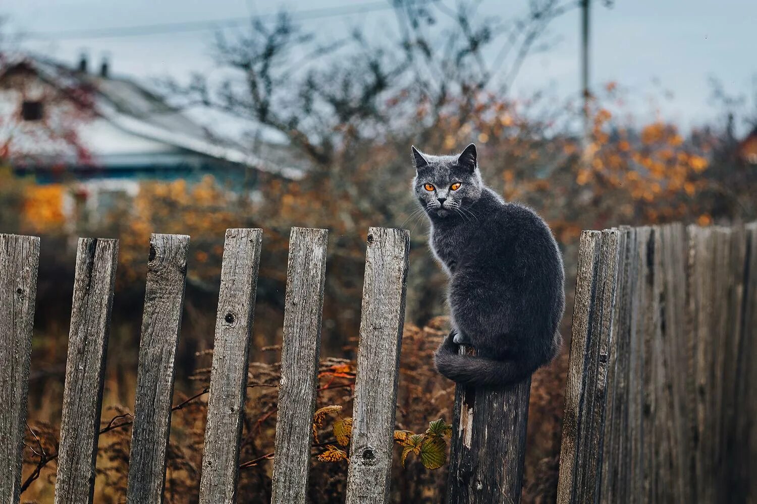 Сижу на заборе песня. Кот на заборе. коты на заборе. кошка на зё. кошечка на заборе.