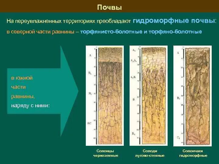 Болотный тип почвы. Солоди почвенный профиль. Лугово-болотные почвы профиль. Строение профиля болотных почв. Типы болотных почв.