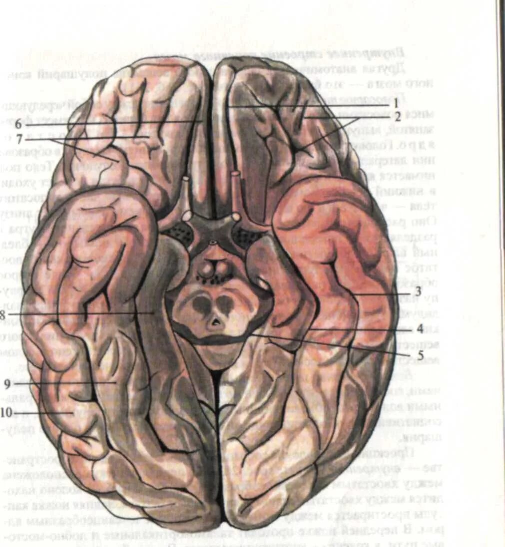 Нижняя поверхность мозга. Коллатеральная борозда головного мозга. Борозды ВЕРХНЕЛАТЕРАЛЬНОЙ поверхности головного мозга. Извилины головном мозге анатомия нижняя поверхность. Борозды и извилины нижней поверхности полушария большого мозга.