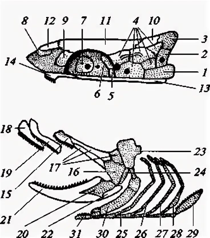 Череп костной рыбы. Схема строения черепа костных рыб. Схема строения черепа костистой рыбы. Строение черепа осетровых. Схема черепа костной рыбы.