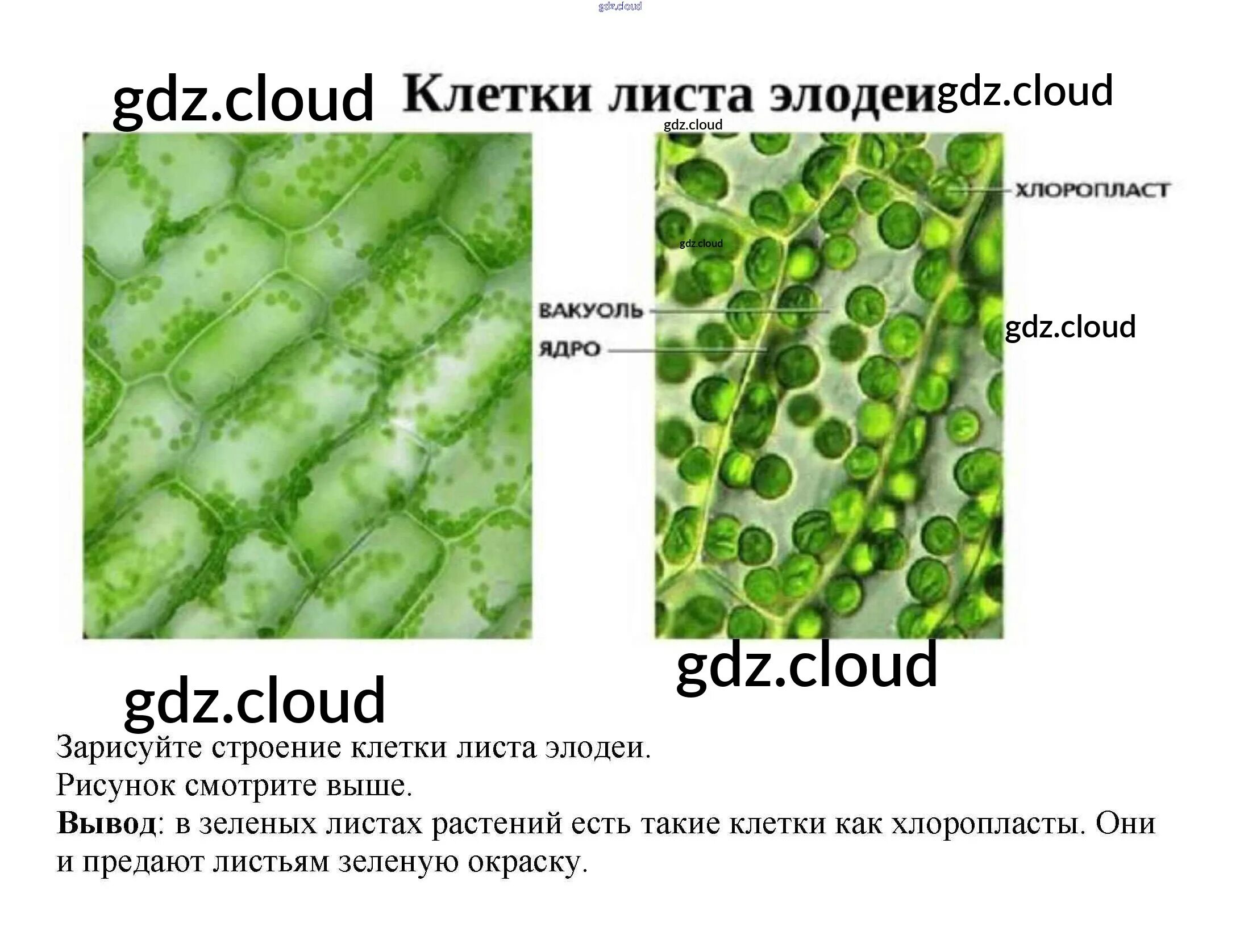 Клетка листа элодеи канадской под микроскопом. Строение листа элодеи. Ткань листа элодеи. Микроструктура листа элодеи. Строение листа элодеи под микроскопом.