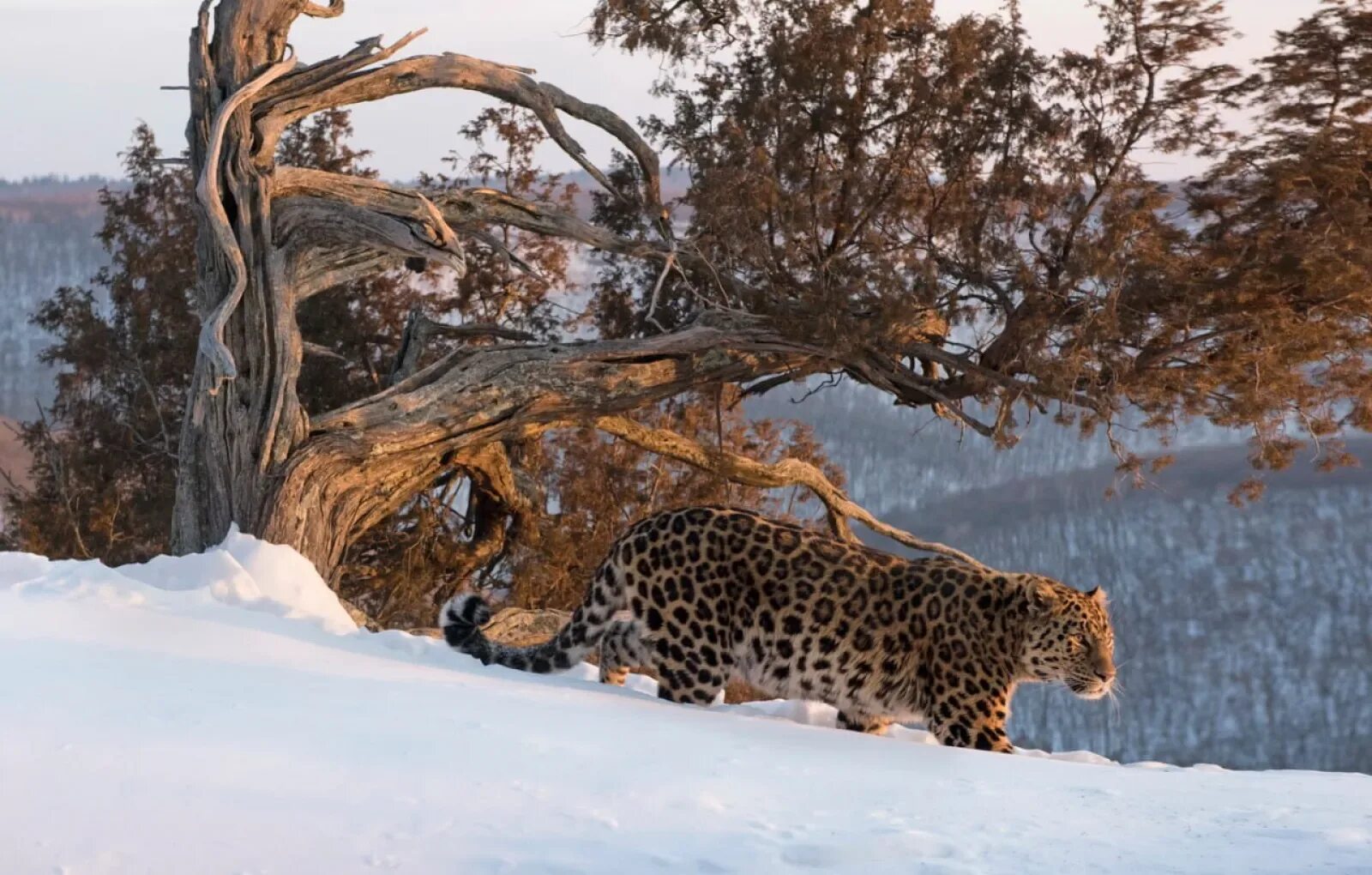 Дальневосточный леопард популяция. Уссурийский леопард. Земля леопарда национальный парк. Национальный парк "земля леопарда" Рысь. Реинтродукции диких животных