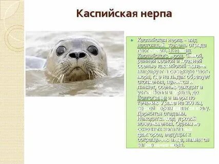 Условия обитания байкальской нерпы