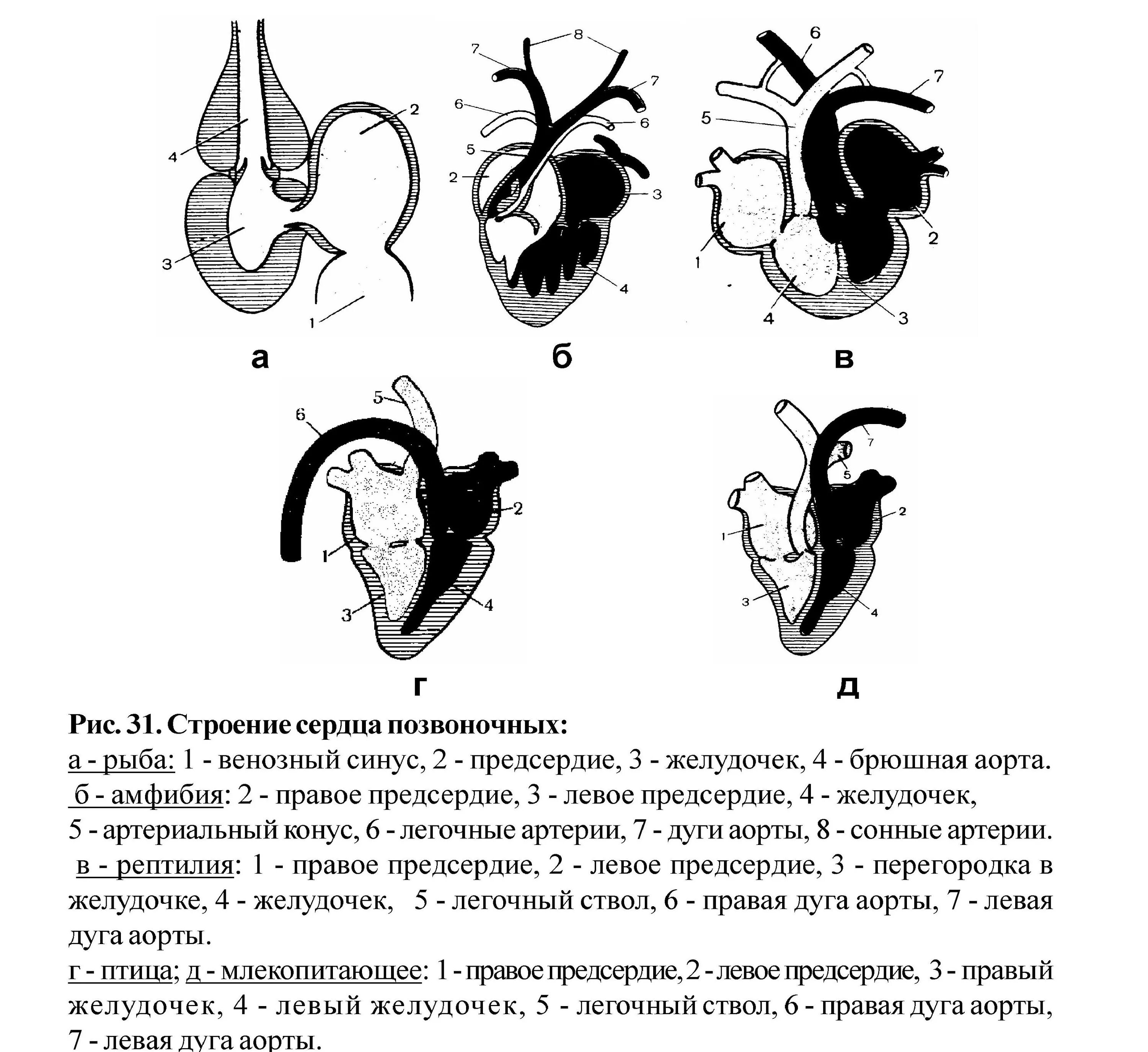 Эволюция кровеносной системы позвоночных. Строение сердца позвоночных. Эволюция кровеносной системы позвоночных животных схема. Схема строения сердца позвоночных. Филогенез кровеносной