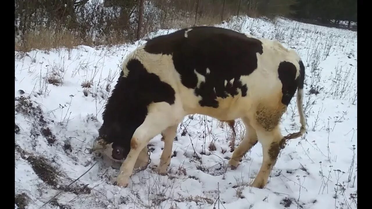 Годовалый бычок весит. Таблица продуктивность бычков мясных пород. Годовалый бычок весит. Бык симментал вес. Таблица возраст вес крс.