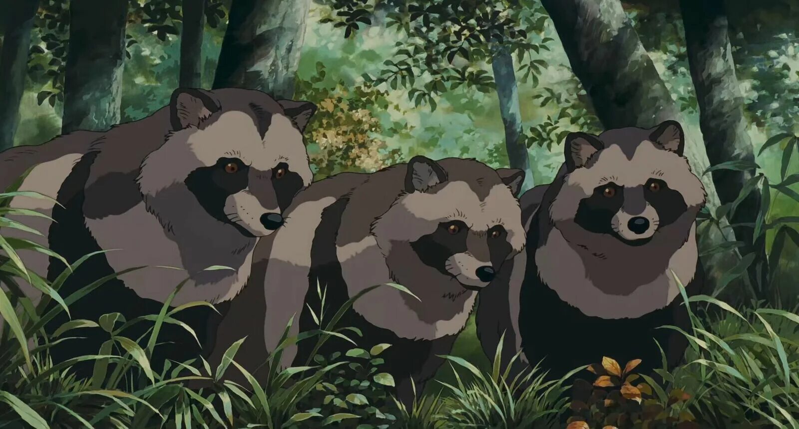 Енотовидная собака тануки. Енотовидная собака тануеа. Енотовидная собака тануеа. Genshin impact тануки. Pom poko миядзаки.