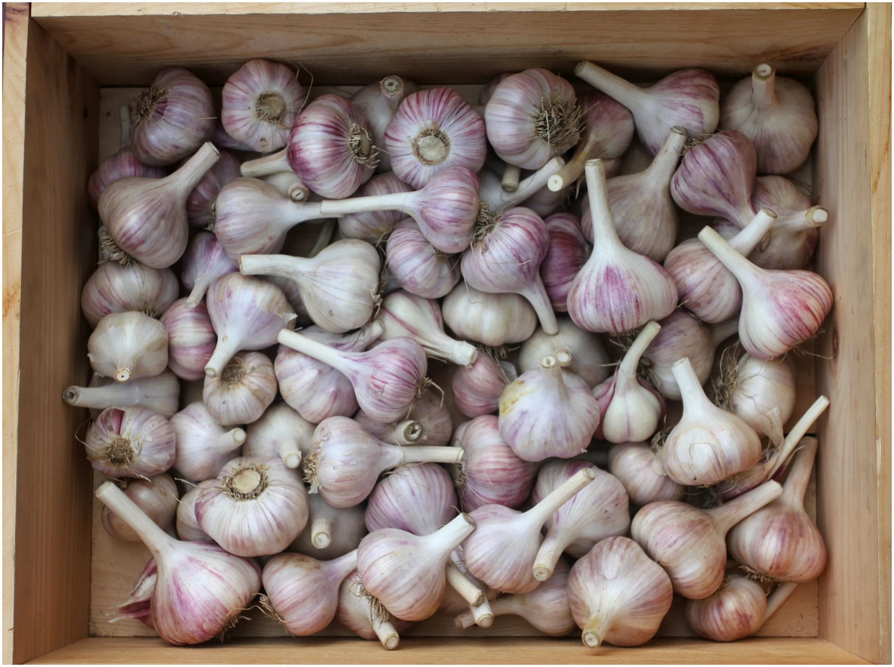Чеснок сорт григорий комаров. Чеснок на продажу свежий урожай. Кг чеснок 3 4. Крупный чеснок. 20 кг чеснока.